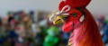Image amiibo : le mystère du coq d'Amazon