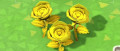 Image Animal Crossing : New Horizons : comment faire pousser une rose d'or ?