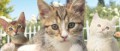 Image [Box PAL] Les joies des animaux ubisoftiens