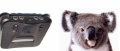 Image [Détente] Le Koala a-t-il inspiré Nintendo ?