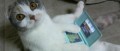 Image [DSiWare] Cat Frenzy vient miauler sur vos consoles