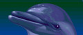 Image Ecco the Dolphin revient en force avec des remasters et un nouveau jeu