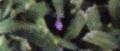 Image Edge se met au vert ou à Pikmin 3...