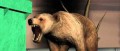 Image Epic Dumpster Bear annoncé pour le mois prochain sur l'eShop européen