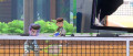Image Hilarant ! Moins de 24 heures après sa sortie, un joueur a déjà cassé sa télé en jouant à Nintendo Switch Sports