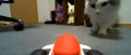 Image Les chats, nouvelles stars de Mario Kart Live : Home Circuit