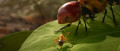 Image Les Fourmis - Le best-seller de Bernard Werber arrive en jeu vidéo