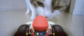 Image Mario Kart Live - Home Circuit : même le chat de Masahiro Sakurai s'en mêle