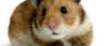 Image Miyamoto s'inspire des hamsters...