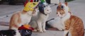 Image Monster Hunter Diary : une pub japonaise avec des chats chapeautés