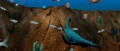 Image Sea Monsters