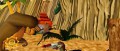 Image [UP] Bugs Bunny & cie en images