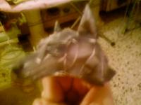loup twilight princess