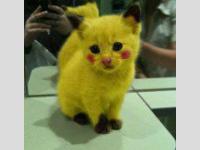 pikachat