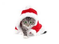 petit chat chat noel 