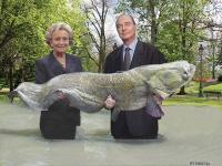 silure géant (poisson chat)