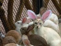 moi le chat lapin