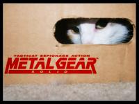 MGS Cat