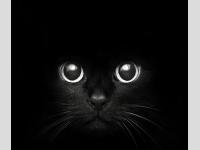 Chat noir