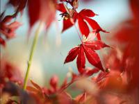 Vent rouge