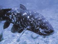 coelacanthe