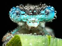 Insecte IV