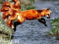 Goupix