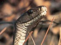 Serpent