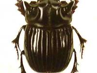 copris