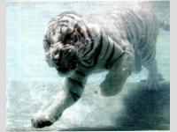 Tigre