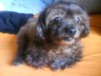 notre chien :(