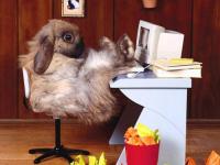 Lapin PC