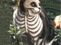 challoween