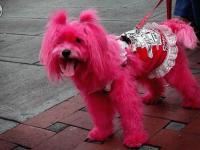 Chien Rose