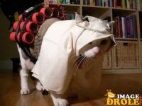 chat dynamite