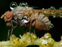 Insecte V
