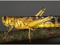 criquet migrant