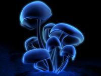 Champignons