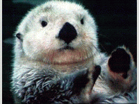 What is Loutre !