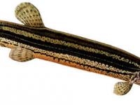 loche d'étang