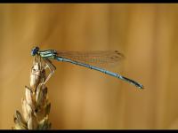 demoiselle