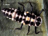 larve de coccinelle