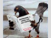 Pigeon qui sait lire