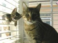 Les Chats prennent la pose!