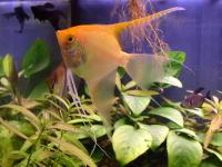 poisson ange (scalaire)