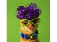 lady chachat