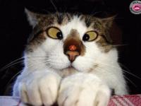 Le chat qui louche!