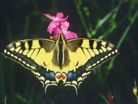 machaon