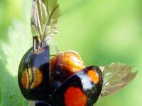 coccinelle