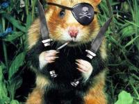 Le Pirate